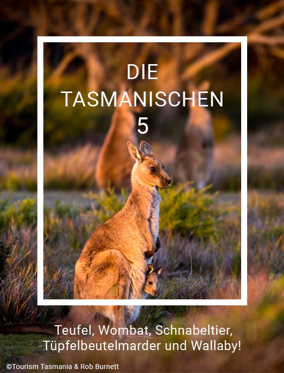 Die tasmanischen 5